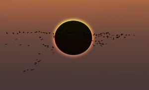 Migratory birds flying in the sky with Solar Eclipse at amazing sunset
